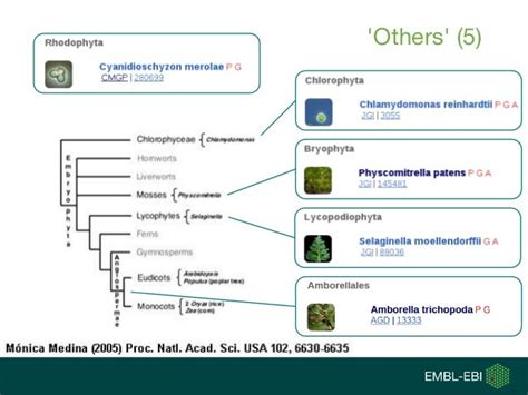 ensembl database|ensembl plants database.